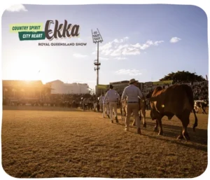 ekka-show-cattle